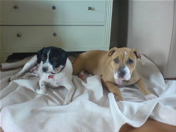 Amerikansk bulldog Baily billede 6