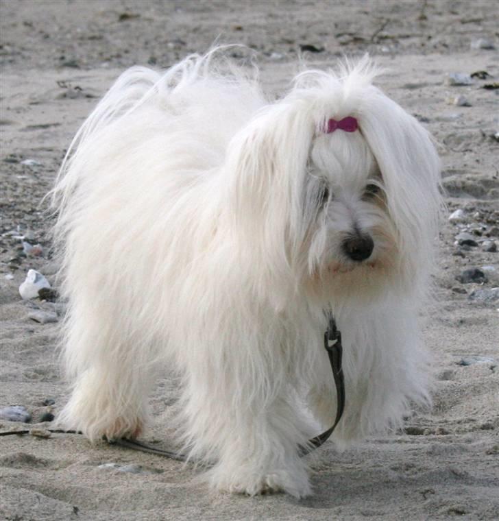 Bichon havanais Cadence billede 6