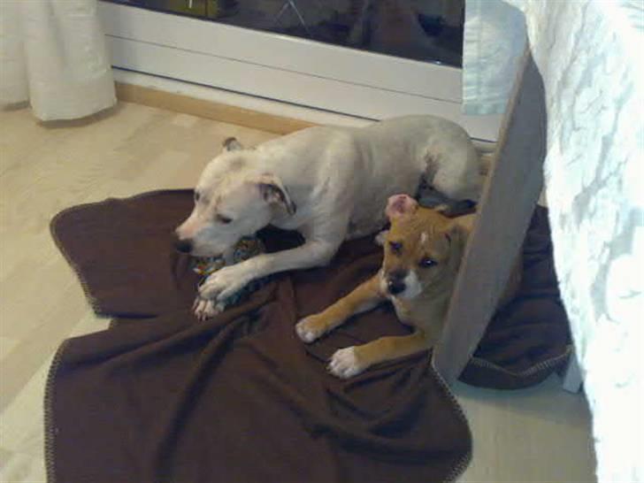 Amerikansk bulldog Baily billede 7