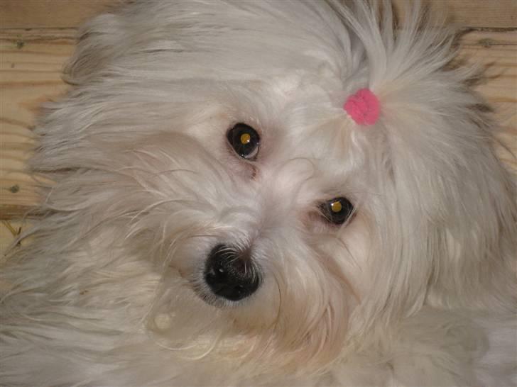 Bichon havanais Cadence billede 8