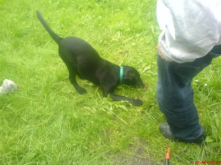 Labrador retriever Kayson - Tror nok det kaldes leg. :p  billede 2