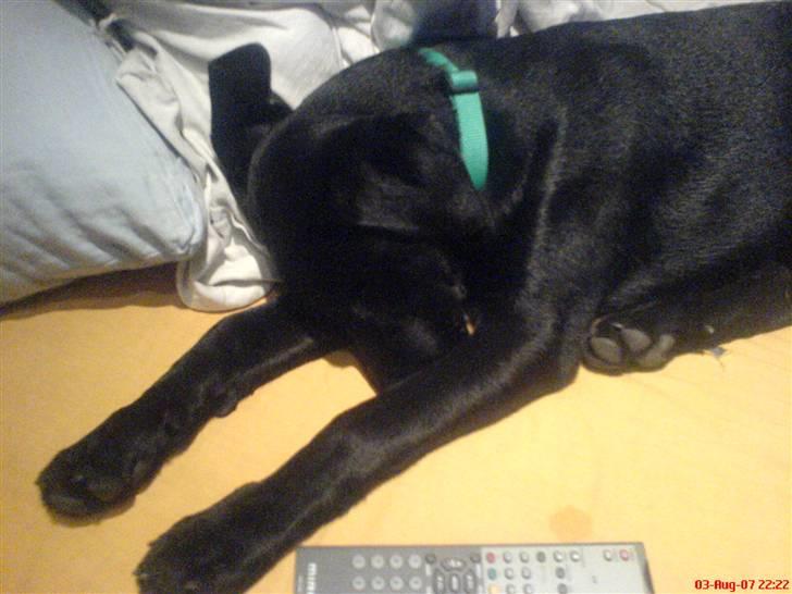 Labrador retriever Kayson - Lille hunden er traet. Saa ska der soves.  billede 3