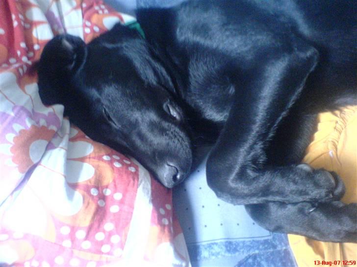 Labrador retriever Kayson - Lidt mere soevn ska der til. ! :p billede 4