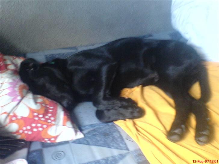 Labrador retriever Kayson - Og lidt mere. ! :p billede 5