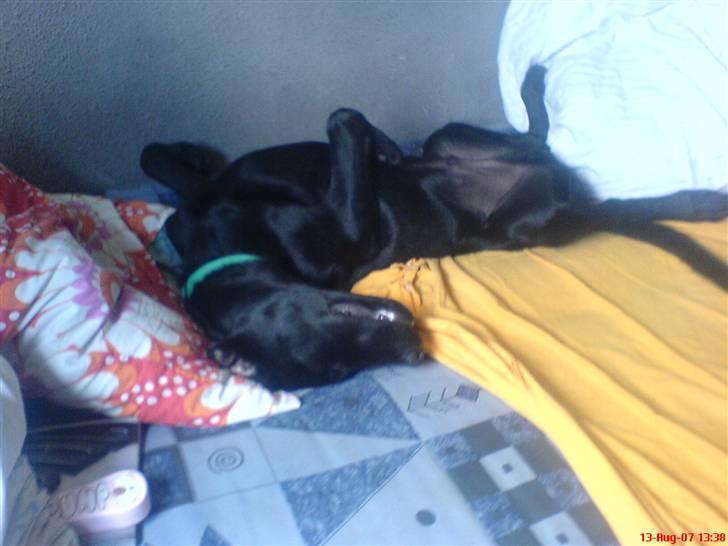 Labrador retriever Kayson - Saa begynder han vist at vaagne og give sig. heheh billede 6