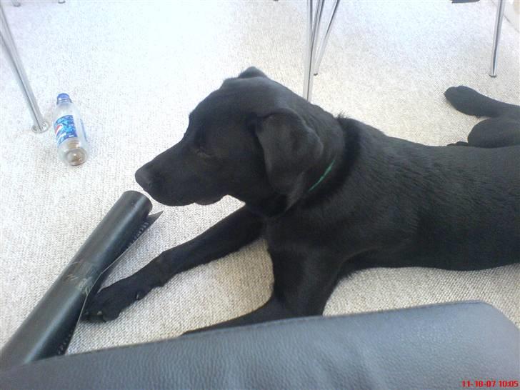 Labrador retriever Kayson - Taget i vores lejl. da han boede hos os en nat. <33 billede 7