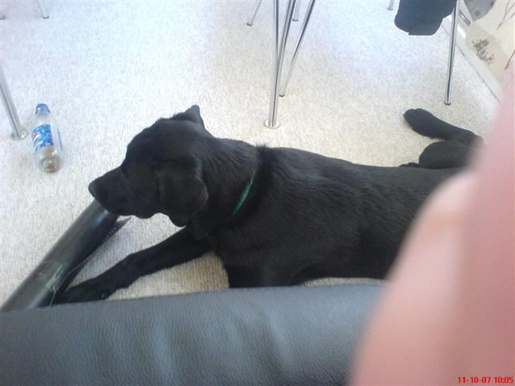 Labrador retriever Kayson - Det taget lige efter hinanden. Han ser saa koncentreret ud, det fordi han ser tv. :p billede 8