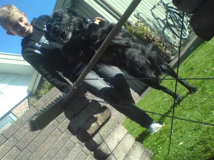 Blanding af racer Locky <3 r.i.p :'( - F o r d i  d u  e r  h u n d e n  i  m i t  l i v  ! billede 11