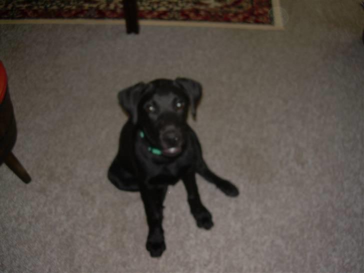 Labrador retriever Kayson - Kayson da han var en yngre herre. heheh´ de lange ben og den krop.. :p billede 9