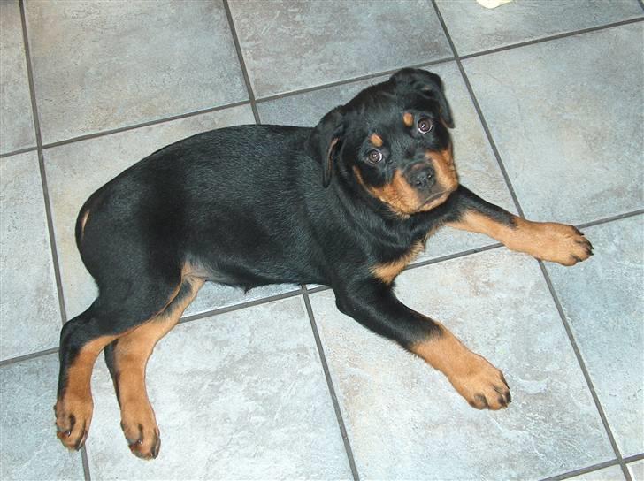 Rottweiler Nanna - En lille dame billede 7