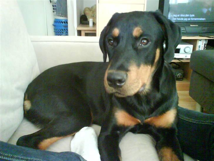 Blanding af racer Kira billede 12