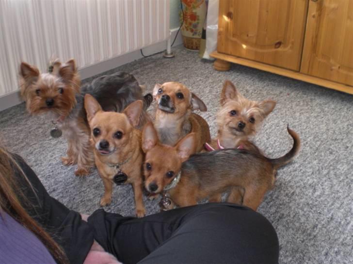 Blanding af racer *Cirkeline, fars lærling* - Undskyld, kan vi lige blive fri for det kamera, bare i 5 minutter.....Hva, moaaaar.  Vi prøver at sidde pænt, så vi kan få godbidder af Carina.......... billede 6