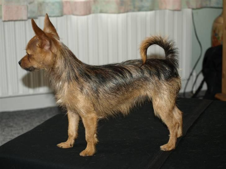 Blanding af racer *Cirkeline, fars lærling* - Se moar, jeg er stor,......Smil......Se, hvor pelsen vokser....Smil.. billede 7