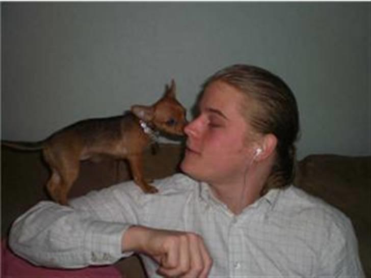 Blanding af racer *Cirkeline, fars lærling* - Cirkeline er så stor, at hun kan komme op i sofaen.....Og hun hopper videre op på skulderne og sidder som en anden papegøje og kigger....Her er hun helt oppe og kysse Danni goddag......Har fået tilnavnet: Cirkusline... billede 8