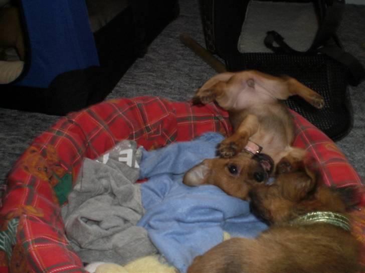 Blanding af racer *Cirkeline, fars lærling* - ahhhh, hvad var lige det der skete???? Mischa, hjæææælp mig.... Verden er vendt på hovedet... billede 9