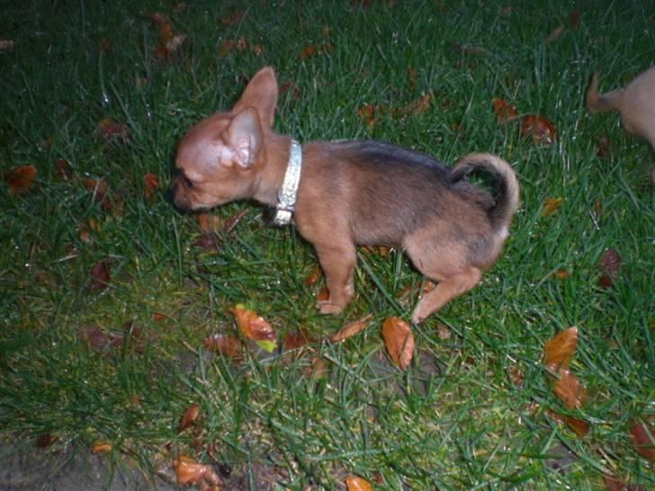 Blanding af racer *Cirkeline, fars lærling* - 01.12.2007. Prinsesse Cirkeline har indtaget haven....En stor tissetår....Hun er altså såååå dygtig............ billede 10