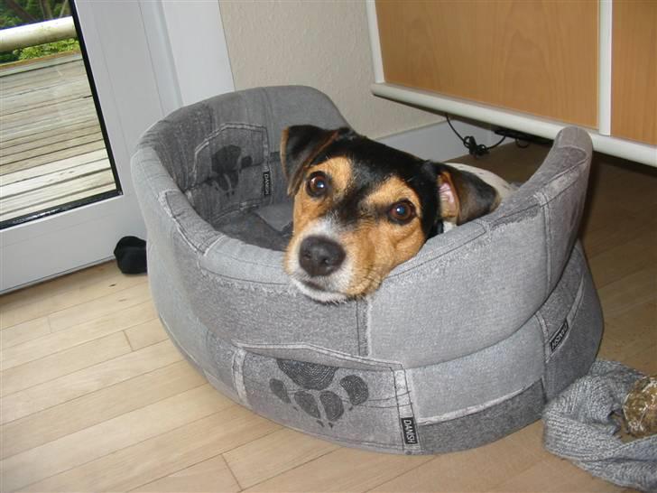 Jack russell terrier * Ida <'3 * - Hygger sig i kurven. :) billede 2