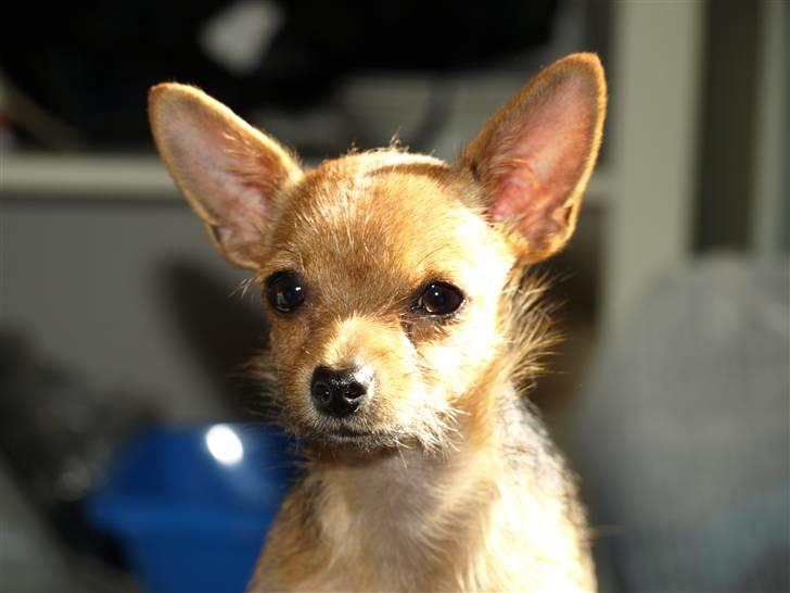 Blanding af racer *Cirkeline, fars lærling* - Cirkeline, lille og nogle gange meget forsigtig.. Fra perioden, hvor hun var meget utryg....Nærmest bange, hele tiden...Så synd... billede 11