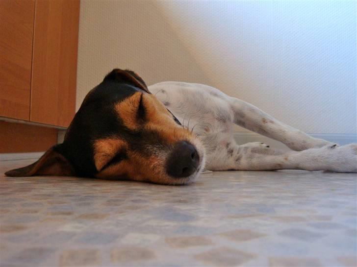 Jack russell terrier * Ida <'3 * - Zzz. billede 5