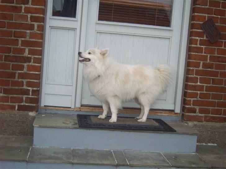 Japansk spids Bongo - det er bongo billede 20