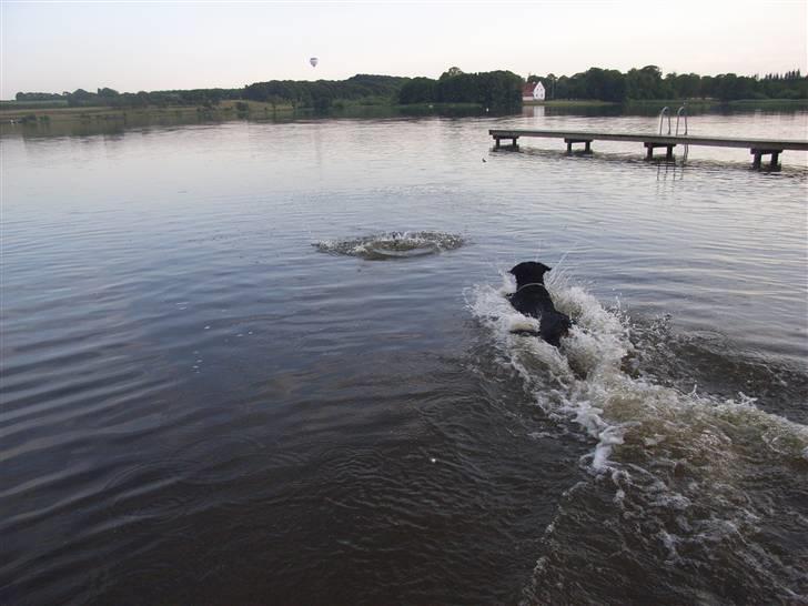 Rottweiler NALA<3R.I.P<3 billede 17