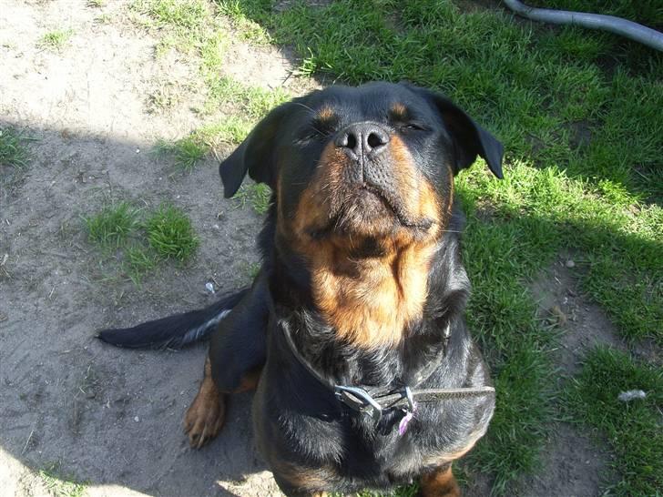 Rottweiler NALA<3R.I.P<3 - jeg er en meget stolt rottweiler  billede 18