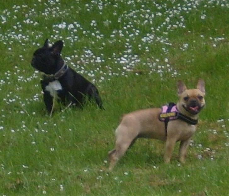 Fransk bulldog Angel billede 8