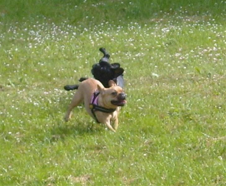 Fransk bulldog Angel -  Ups lille Fie .. nu igen... billede 9