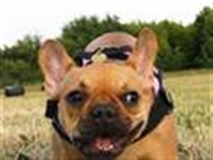 Fransk bulldog Angel billede 10