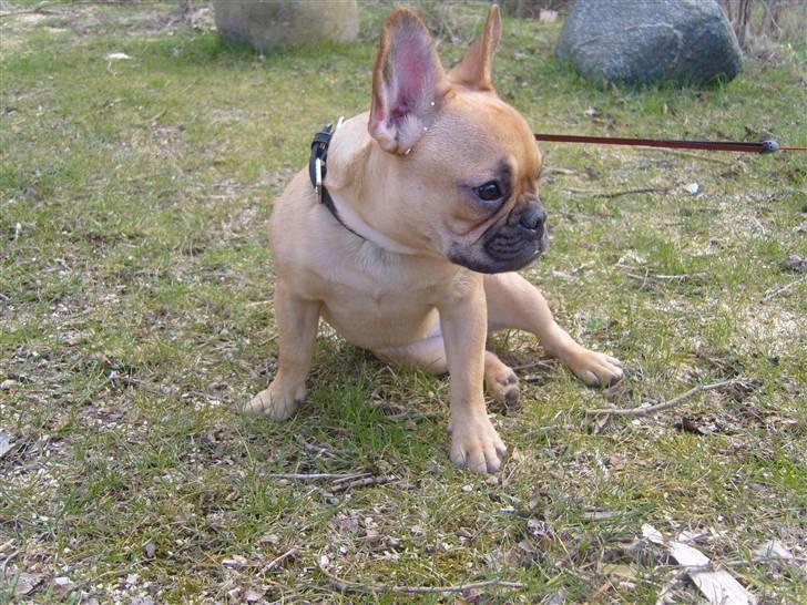 Fransk bulldog Angel - Lad mig komme væk..... billede 11