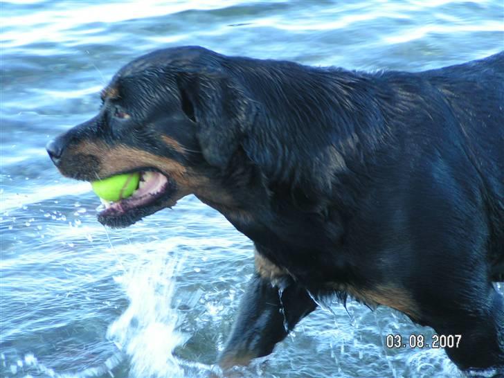 Rottweiler Malou (1997-2008) billede 14