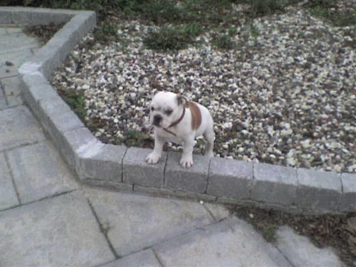 Engelsk bulldog batman billede 12