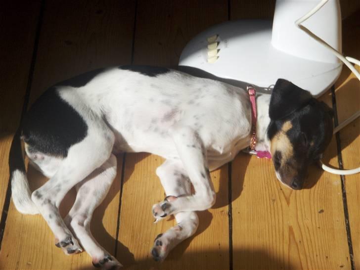 Dansk svensk gaardhund Kika - Dejligt med et solbad... billede 11