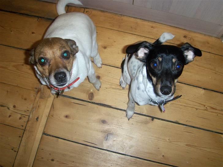 Dansk svensk gaardhund Kika - Nu er jeg snart lige så stor som min storesøster... billede 12