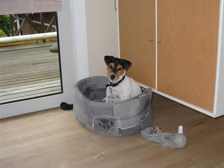 Jack russell terrier * Ida <'3 * billede 7