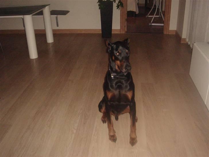 Dobermann Jagger(død):( billede 8