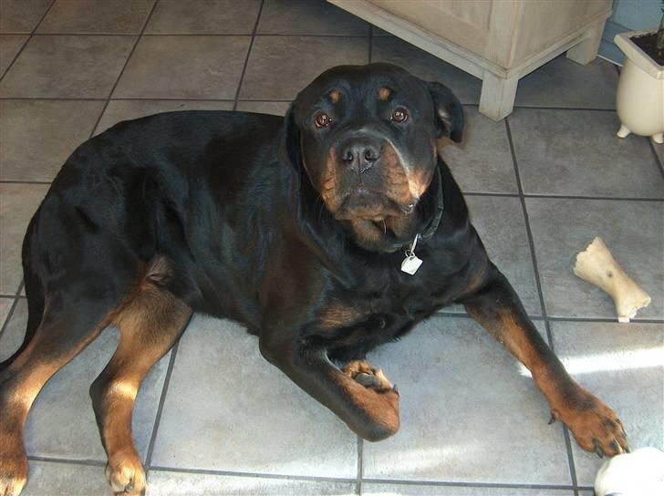 Rottweiler Sasha *DØD* billede 1