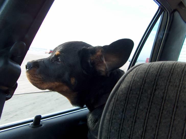 Rottweiler Sasha *DØD* billede 2