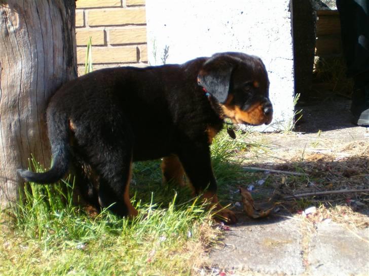 Rottweiler Sasha *DØD* billede 3