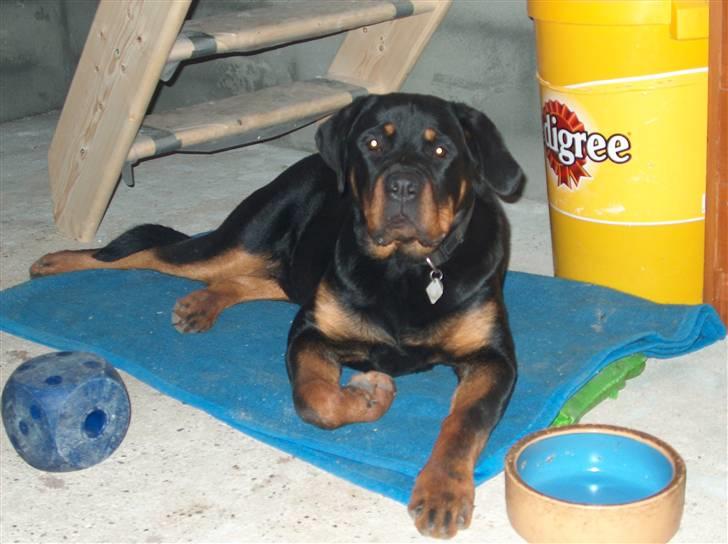 Rottweiler Sasha *DØD* billede 4