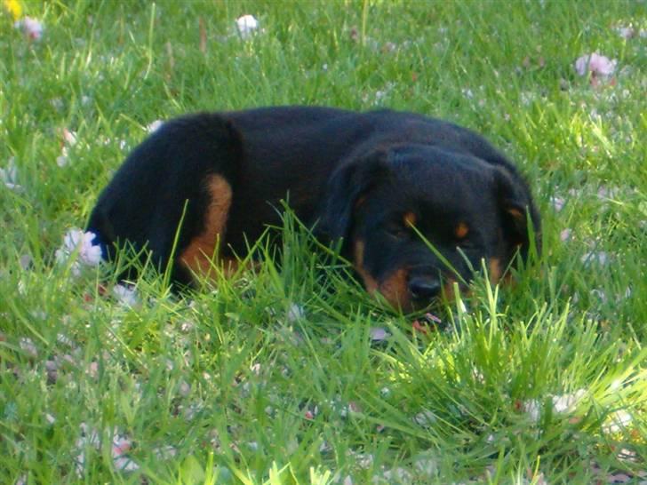 Rottweiler Sasha *DØD* billede 5
