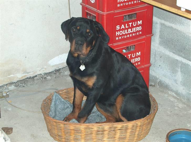 Rottweiler Sasha *DØD* - Semor, jeg kan godt være i den stadigvæk. Den skal da ikke ud. billede 6