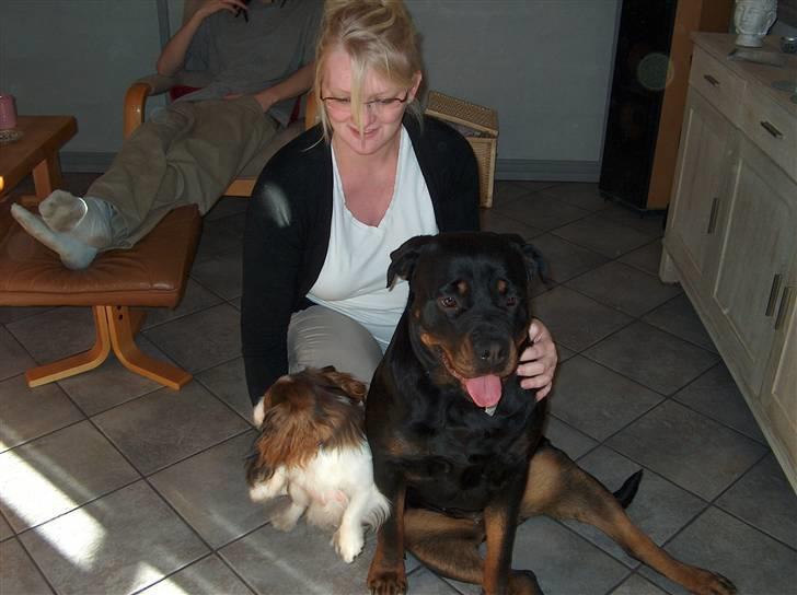 Rottweiler Sasha *DØD* - Mig, Gismo og menneske storesøster. billede 7
