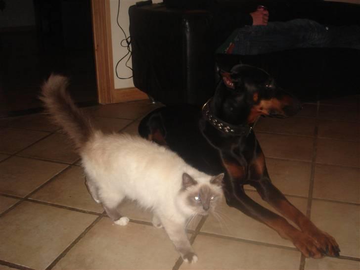 Dobermann Jagger(død):( billede 9