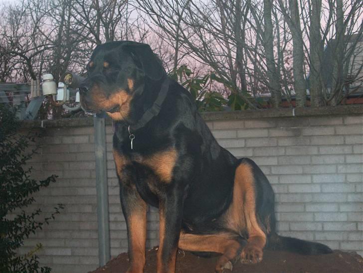 Rottweiler Sasha *DØD* - Skal vi bare sige det er MIN jordvold ? aha billede 8
