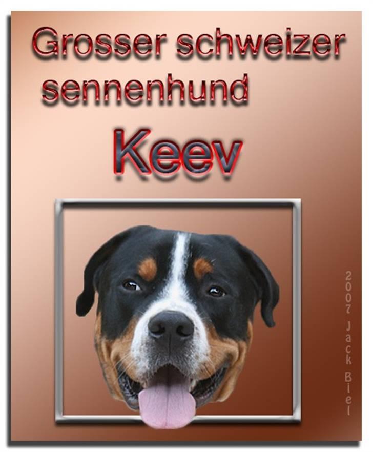 Grosser schweizer sennenhund Keev -  billede 6