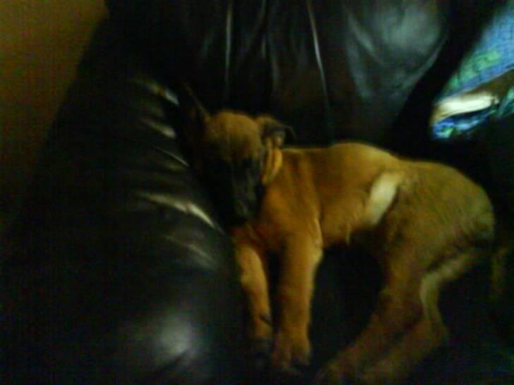 Malinois Tulle R.I.P - Tulle afslappet billede 2