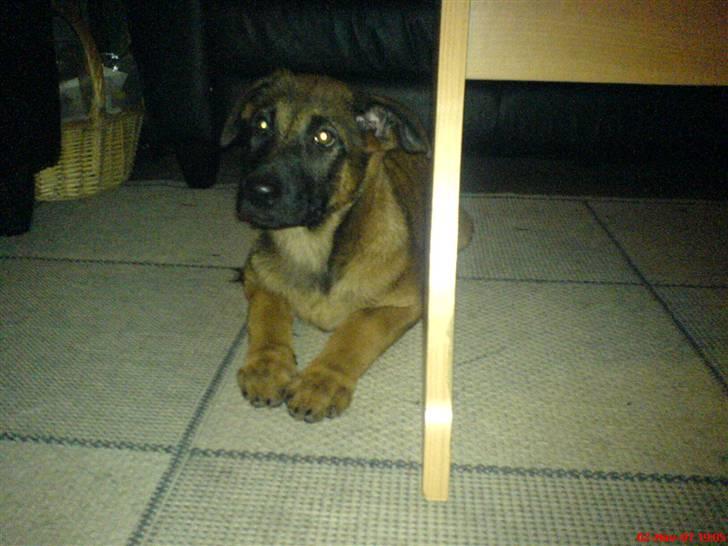 Malinois Tulle R.I.P - nysgerrig billede 3