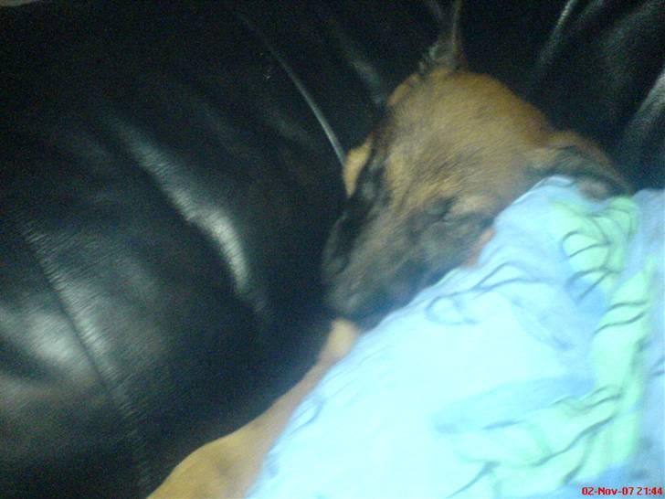 Malinois Tulle R.I.P - sover putte putte :) billede 4
