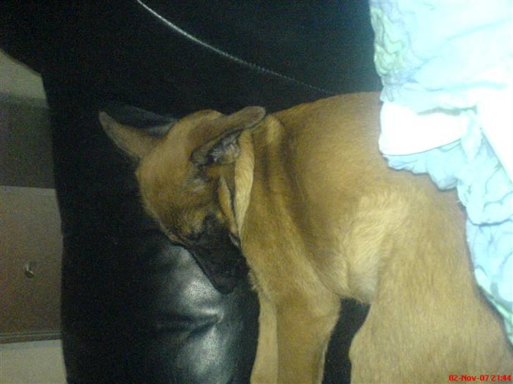 Malinois Tulle R.I.P - Zzzzz billede 5